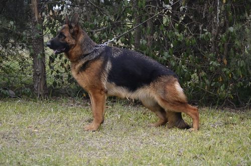 Zara von Verbunden, hija de Gary vom Huhnegrab Zara von Verbunden, hija de Gary vom Huhnegrab