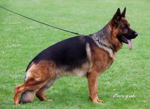 Dux Intercanina