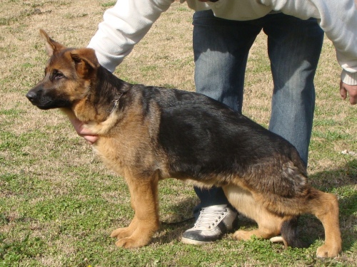 cachorro brandon
