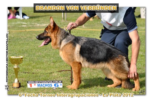 debut de brandon von verbunden