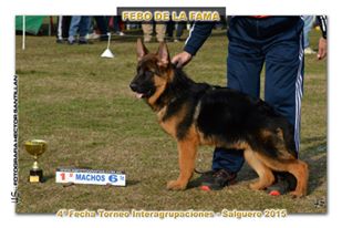 Febo de la Fama