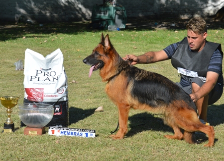 foto de Laara en el Pre sieger Argentino 2017 de pastores alemanes foto de Laara en el Pre-sieger de pastores alemanes de Argentina 2017