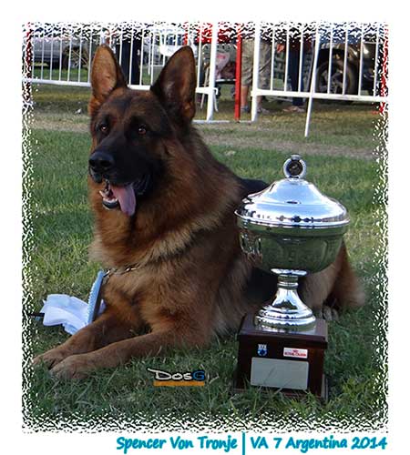 Spencer VA en El Sieger Argentino con mas de 80 perros en Pista