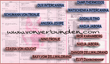 pedigree de laara von aducht pedigree de laara von aducht