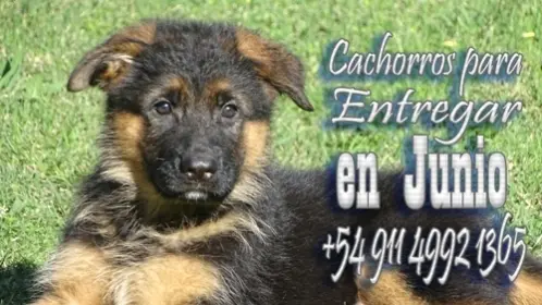 cachorros de ovejeros Alemanes disponibles para entregar en mayo y Junio