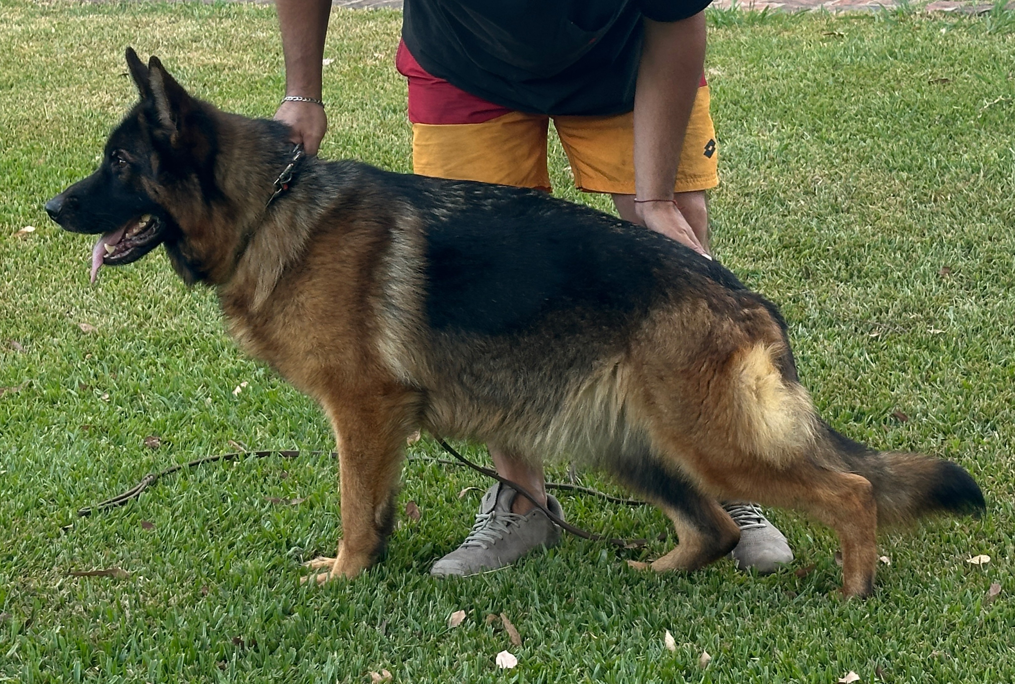 Emma es importada de alemania, hija de Ultrabox von Arlett Emma es importada de alemania, hija de Ultrabox von Arlett