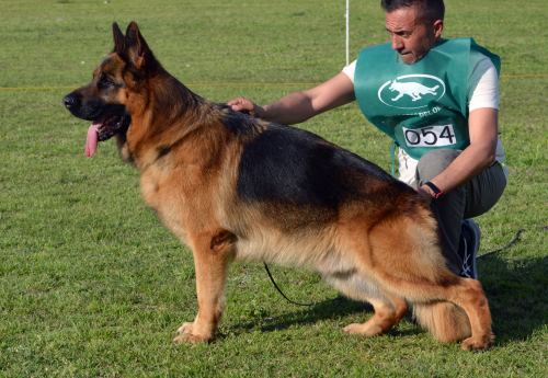 Kylian von Nesi, uno de los mejores reproductores de Argentina Kylian von Nesi, uno de los mejores reproductores de Argentina