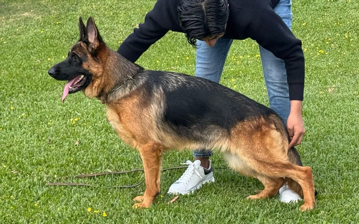 Niza von verbunden, hija de King Cabot land Niza von verbunden, hija de King Cabot land