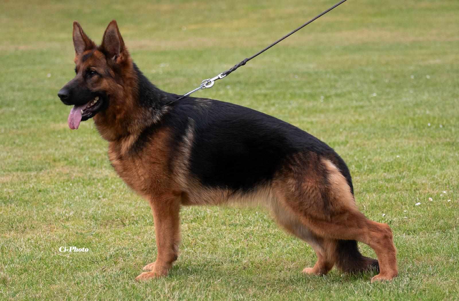 Toska es importada de alemania, hermana de Trago