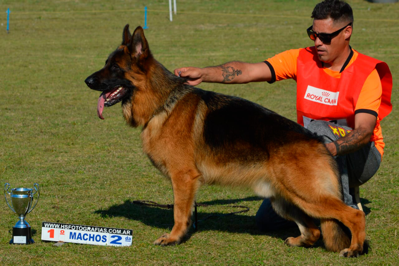 Vasko von der Winter, hijo de Harry Potter aus Wattenscheid Vasko von der Winter, hijo de Harry Potter aus Wattenscheid