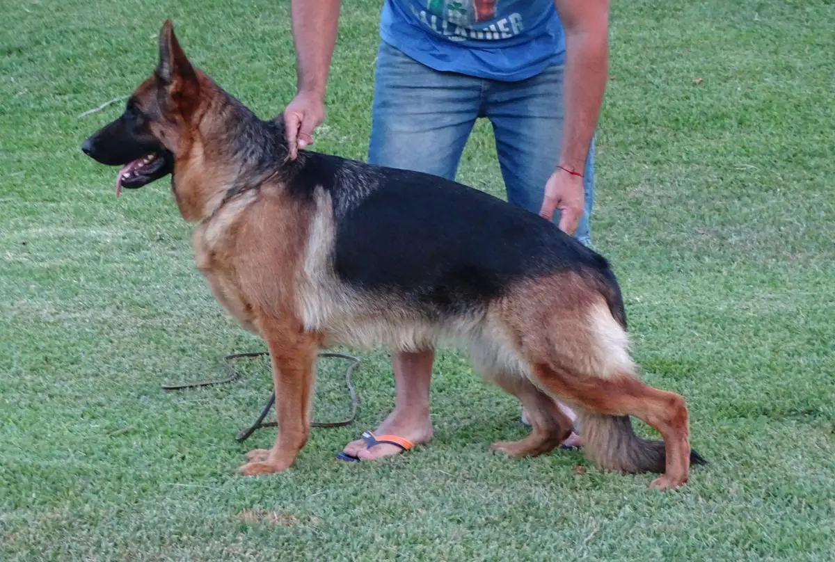 Visa es hija de nuestro Willy team Verbünden, y lola de la fama