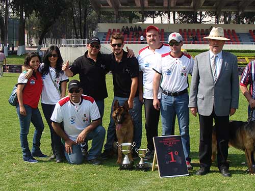 cachorro cash en la exposicion de pastores alemanes Sieger CCMPA