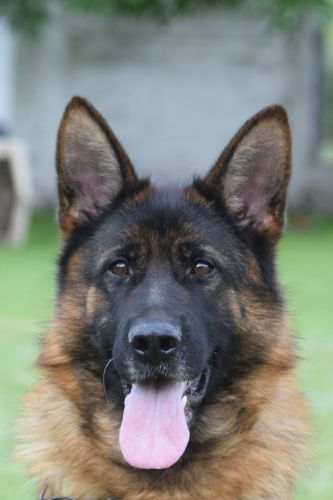 Trago team gigelsfelsen