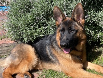 nayla team verbunden