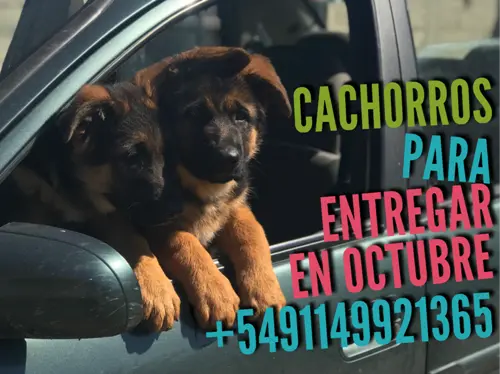 ovejeros alemanes cachorros, consulte el precio a los 45 dias en el criadero ovejeros alemanes cachorros, consulte el precio a los 45 dias en el criadero