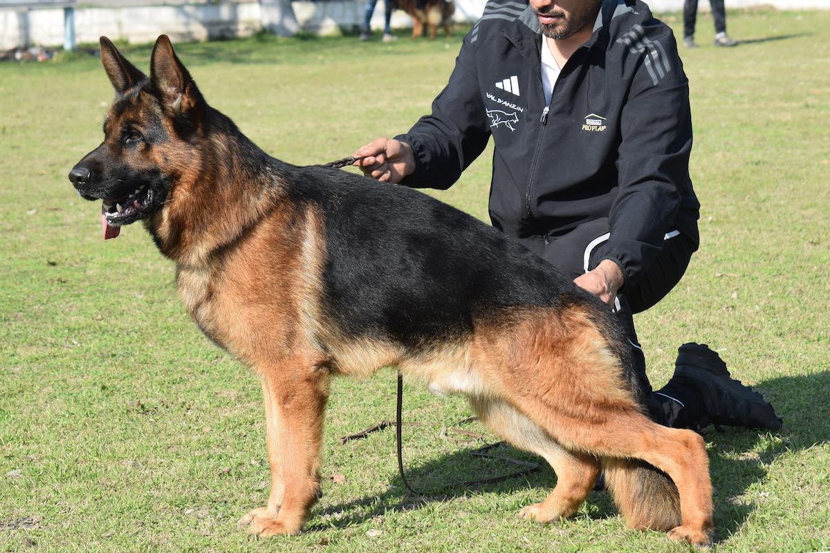 Trago team gigelsfelsen, ovejero aleman Macho de pelo corto