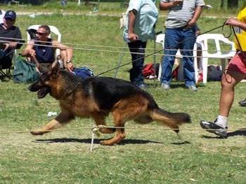 xano trotando en una Exposicion